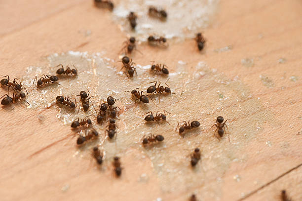 Best Wildlife Control Services  in Tangent, OR